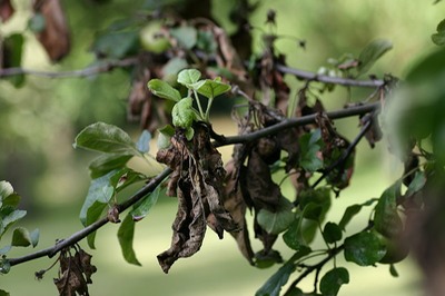 800px-Apple tree with fire blight