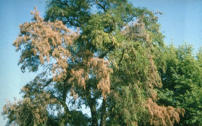 VerticilliumWilt Infected Tree